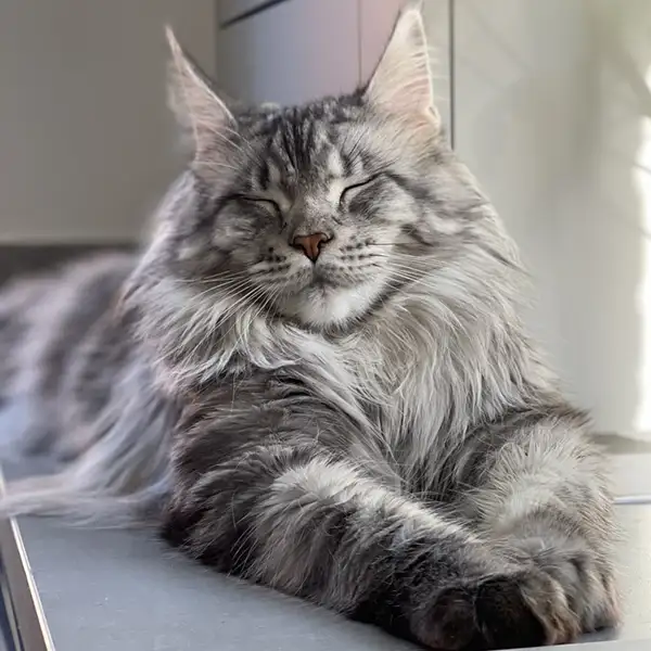 box-cat-grooming-services box cat grooming services
