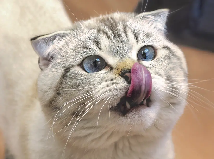 Dry Bath “Feline Freshen-Up Package” Dry Bath<br />
“Feline Freshen-Up Package”