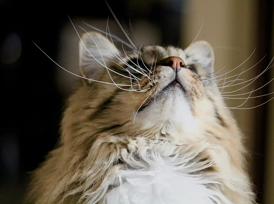 Express Groom “The Whisker Dash” Express Groom<br />
“The Whisker Dash”