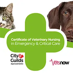 Vets Now - Certificate of Veterinary Nursing in Emergency & Critical Care (Cert VN ECC), a Level 4 qualification accredited by City & Guilds Vets Now - Certificate of Veterinary Nursing in Emergency & Critical Care (Cert VN ECC), a Level 4 qualification accredited by City & Guilds