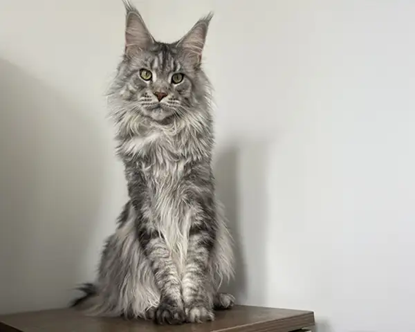 Home 353 slider whiskers professional cat groomer southampton 5