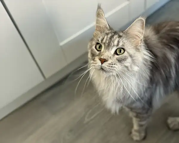 Home 351 slider whiskers professional cat groomer southampton 7