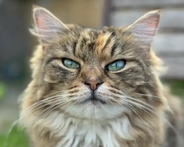 Home 355 slider whiskers professional cat groomer southampton 8